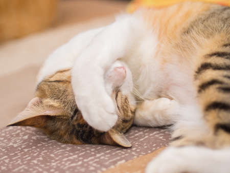 Shy Cat on Bedの写真素材