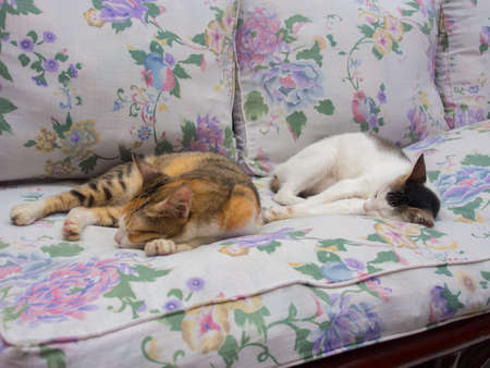 Two Cats Sleeping Together on Seat Cushionの写真素材