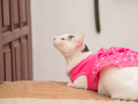 Curious White Cat with Pink Shirt Look Upの写真素材