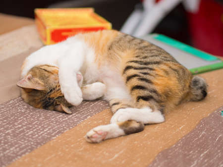 Shy Cat on Bedの写真素材