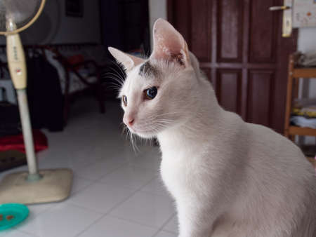 Portrait of White Catの写真素材
