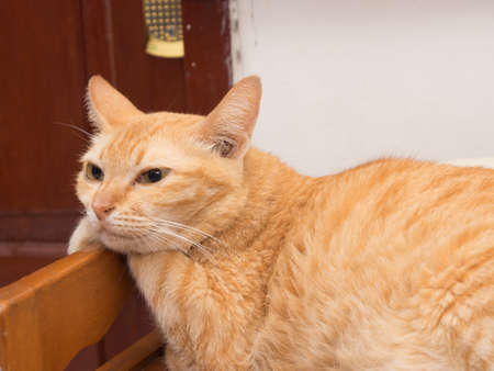 Lazy Ginger Cat Restingの写真素材