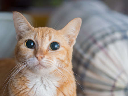 Portrait of Ginger Cat