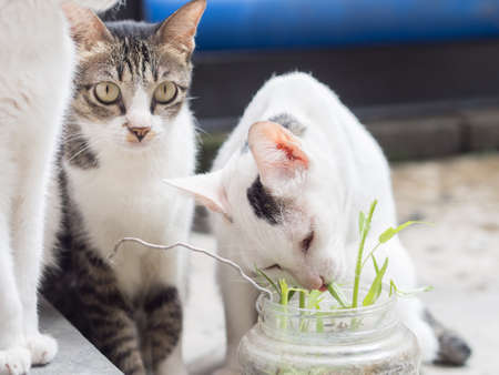 Two Cats Eating Grassの写真素材
