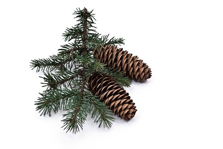 Fur branch with big shot on white backgroundの写真素材