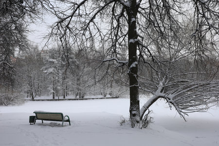 Bench and trees in the park during a snowfall in winter.の写真素材