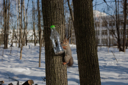 squirrel on the treeの写真素材