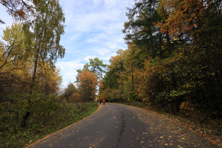Autumn landscape with a road in the forest and yellowed treesの写真素材