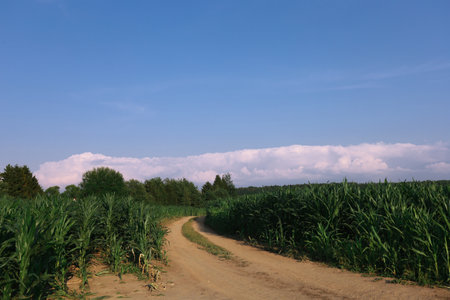 sugar cane field and blue sky with clouds in summer, Russiaの写真素材