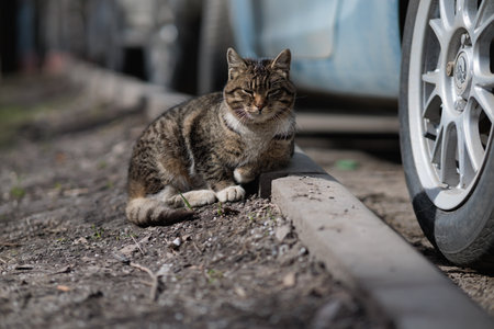 Homeless cat on the street. Selective focus on the catの写真素材