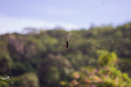 Spider on the web in the rainforest. selective focus.の写真素材