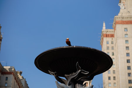 Duck Ogar sits on the Northern Fountain at Moscow State Universityの写真素材