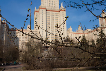 A branch of a tree with buds on the background of the buildingの写真素材