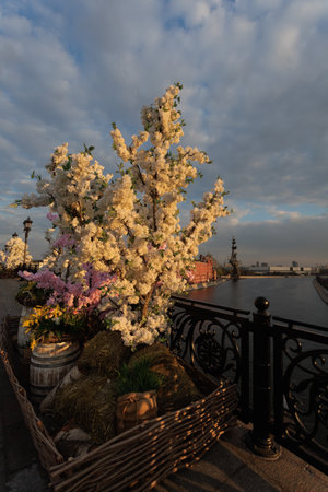 Cherry blossom at the embankment of the river.の写真素材