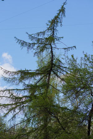 The branches of a larch on a background of the blue skyの写真素材