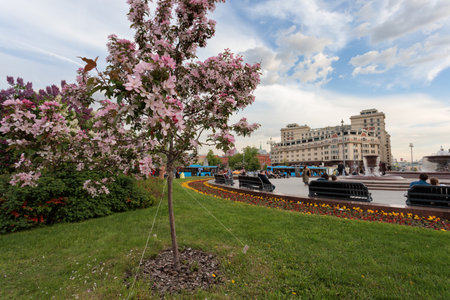 Flowering trees in the center of Moscowの写真素材