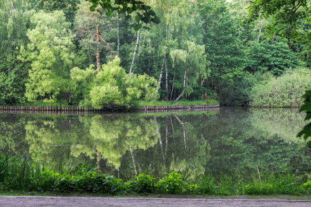 Reflection of trees in the water in the park, summer landscapeの写真素材