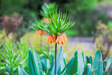 Fritillaria imperialis flower in the garden, Thailand.の写真素材