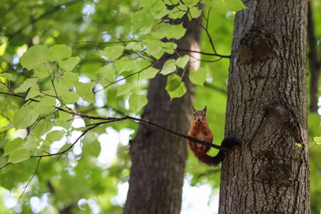 Squirrel on a tree branch in the forest. Squirrel on a tree