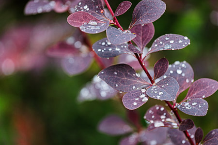 Water drops on the leaves of a shrub in the rain.の写真素材