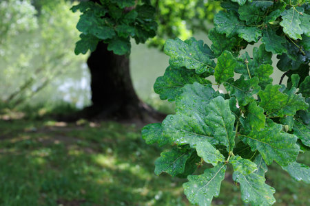 Oak leaves on a background of the lake in the summer forest.の写真素材