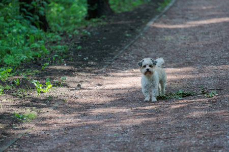 Little dog walking on the road in the park at summer day.の写真素材