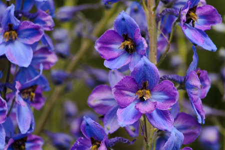 Close up of purple delphinium flowers in bloom in summerの写真素材