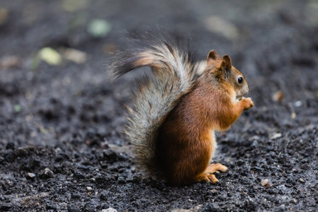 Squirrel on the ground looking for food in the park. Eurasian red squirrel, Sciurus vulgarisの写真素材