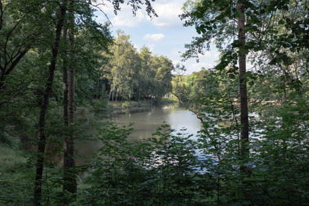 Landscape with a river and trees in the forest in summer, Russiaの写真素材