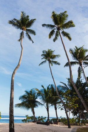 Coconut palm trees on the beach Baie Lazare, W Coast Rd, Seychellesの写真素材