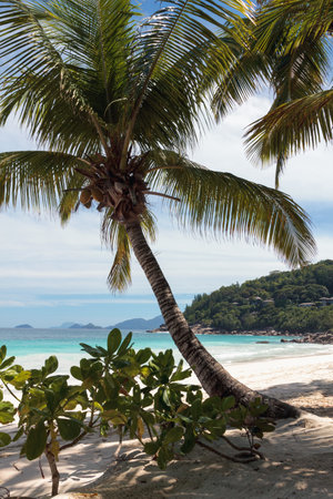 Coconut palm tree on the beach at Seychellesの写真素材