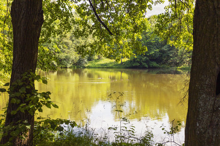 Summer landscape with lake and trees in the park. Shallow depth of fieldの写真素材