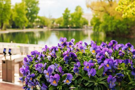 Beautiful pansy flowers in the park on the background of the lakeの写真素材