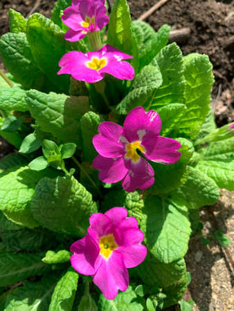 Close up top view of blooming purple primroses. Spring garden beautiful flower also known as English...