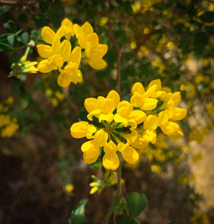 Shrubby crownvetch growing in summer garden. Soft yellow flowers of Coronilla Valentina, also known as Scorpion vetch and Mediterranean crownvetchの写真素材