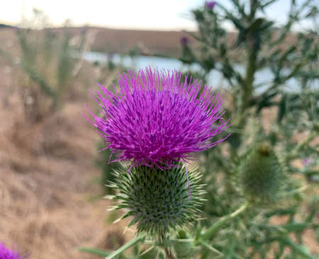 Close up blooming Bull thistle growing on a lake shore at summer. Also known as Spear thistle,...