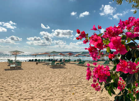 Early morning sandy beach on blurry background with sun umbrellas and chair loungesの写真素材