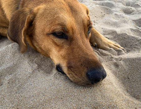 Dog laying on sandy beachの写真素材