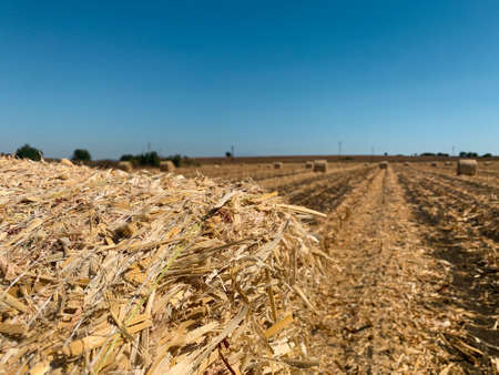 Selective focus of hay bale on blurry background field with rolls of hay at autumnの写真素材