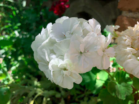 Close up blossom white garden geranium, flower also known as pelargoniumの写真素材