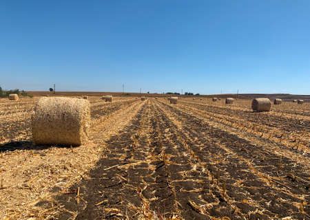 Field with rows of hay bales in autumnの写真素材