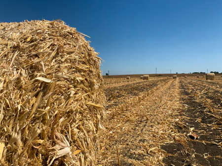 Close up hay bale on blurry background farm field with rows of hay rolls at autumnの写真素材