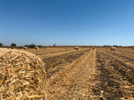 Autumn farm field with close up view of hay roll and rows hay bales and blue sky in backgroundの写真素材