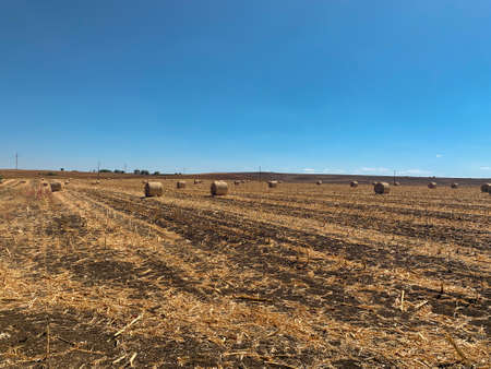 Large field full of rows with rolls of hay in autumn against blue skyの写真素材