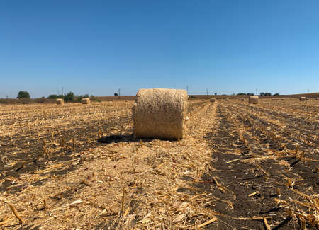 Farm field full with roll of hay bales at autumnの写真素材