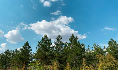 Pine trees over sunny bright blue sky with fluffy cloudsの写真素材