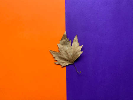 Top view of autumn dry leaf on a orange and purple duotone backgroundの写真素材