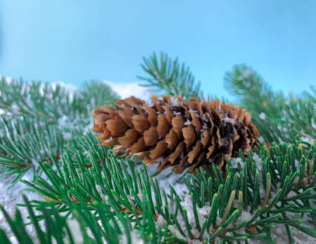 Holiday Winter Christmas background with snowy green fir tree branches and pine cone in snow...