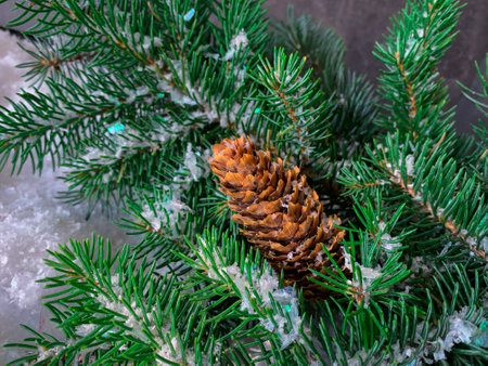 Winter snowy pine tree. Christmas scene. Winter mood. Fir branch with pine cone on snow.の写真素材