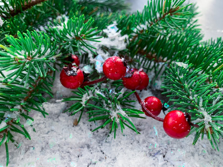 Colorful beautiful branch with ripe red berries and spruce covered with snow.の写真素材